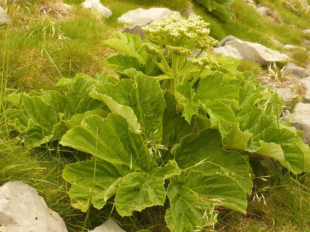 Heracleum pyrenaicum (Apiaceae)